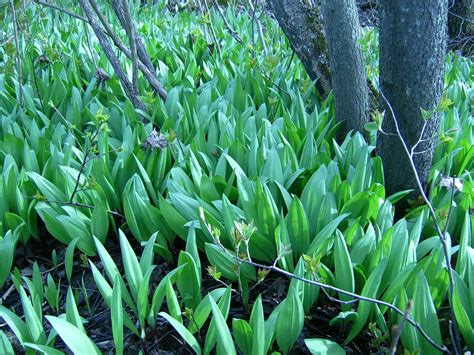 wilddev leak|Wild Leek (Allium tricoccum)